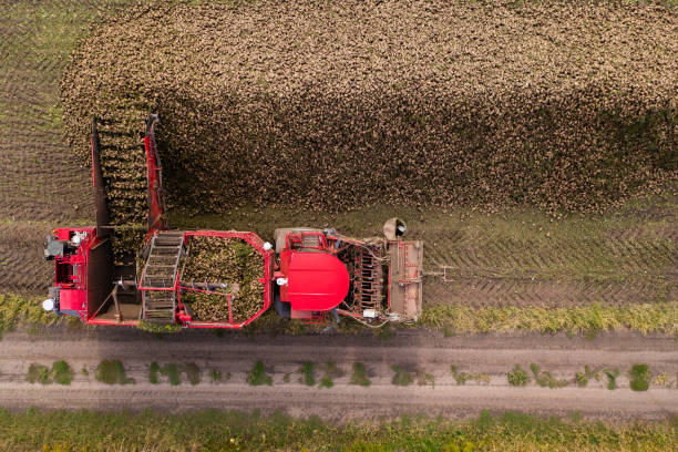 combine harvester pouring the harvest of sugar beet into a heap - sugar beet beet field vegetable imagens e fotografias de stock