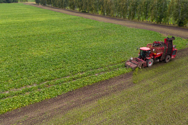 istock Combine harvester harvests sugar beet 1341065322