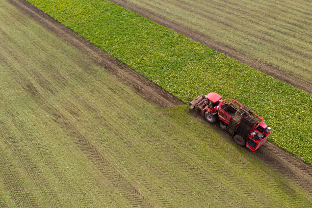 istock Combine harvester harvests sugar beet 1341066422