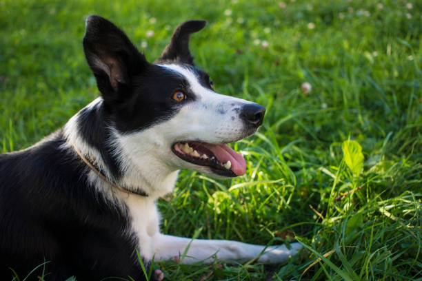 istock border collie dog spring portrait walking in green fields 1341066676