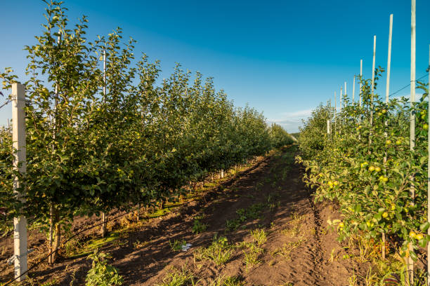 istock Apple tree seedlings in the nursery on drip irrigation 1341066797