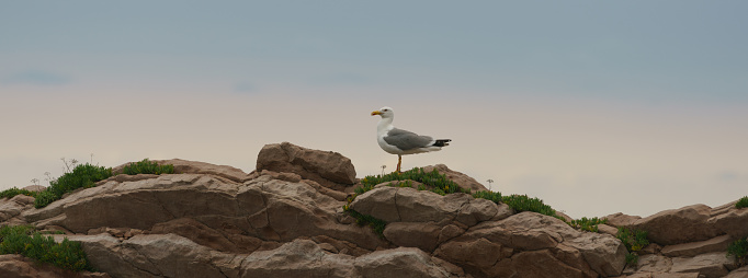 A snow-white seagull stands on a rock. Blue sunset sky. Panoramic photography. Concept of the freedom and beauty in nature.