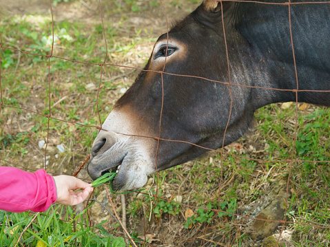 Portrait of domestic cute brown with a white muzzle Donkey in sunny summer day. Friendly animal grazing on a mountainside in the grove. A child feeds donkey with blade of grass. Concept of eco tourism