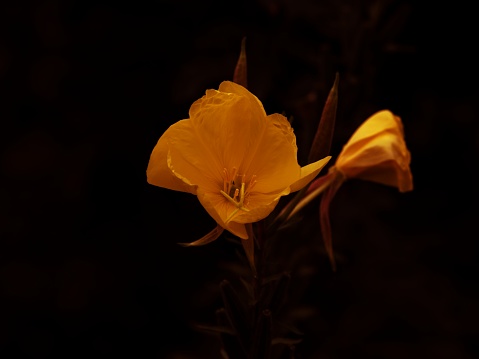 A beautiful photo of the rare evening primrose in a dark background