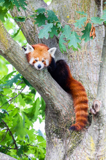 istock Red panda - Ailurus Fulgens - portrait. Cute animal resting lazy on a tree. 1341069859