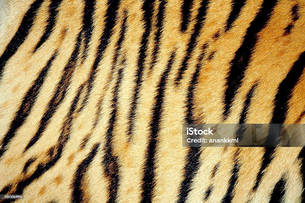 tiger 쥐젖 - 로열티 프리 검은색 스톡 사진