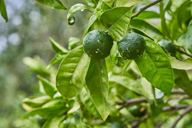 istock Green tangerines on a branch with leaves after rain. 1341071123