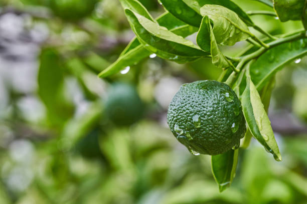 istock Green tangerines on a branch with leaves after rain. 1341071185