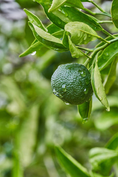 istock Green tangerines on a branch with leaves after rain. 1341071236