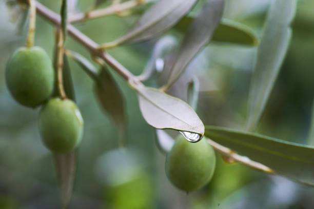 istock olives on the tree hanging from a branch after a fresh summer rain 1341071590