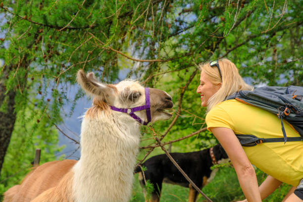 istock woman with alpaca on Comino mount 1341072445