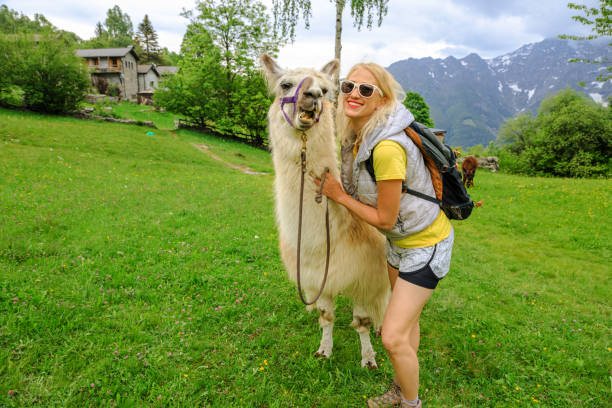 istock woman with alpaca on Comino mount 1341072451