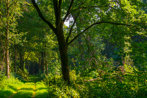 Footpath in a green woodland forest in wetland in bright sunlight and shadow in summer, Almere, Flevoland, The Netherlands, September 7, 2021