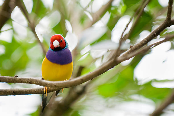 호금조 female - gouldian finch 뉴스 사진 이미지