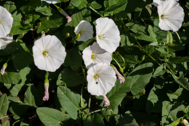 Field bindweed flowers Convolvulus arvensis is a species of bindweed that is rhizomatous and is in the morning glory family, native to Europe and Asia. bindweed photos stock pictures, royalty-free photos & images