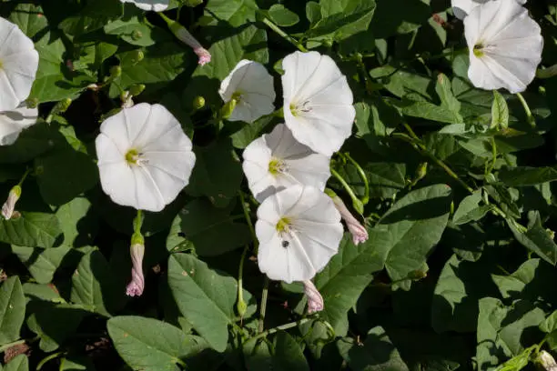 Convolvulus arvensis is a species of bindweed that is rhizomatous and is in the morning glory family, native to Europe and Asia.