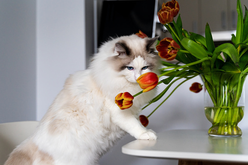 Ragdoll cat sniffing tulips