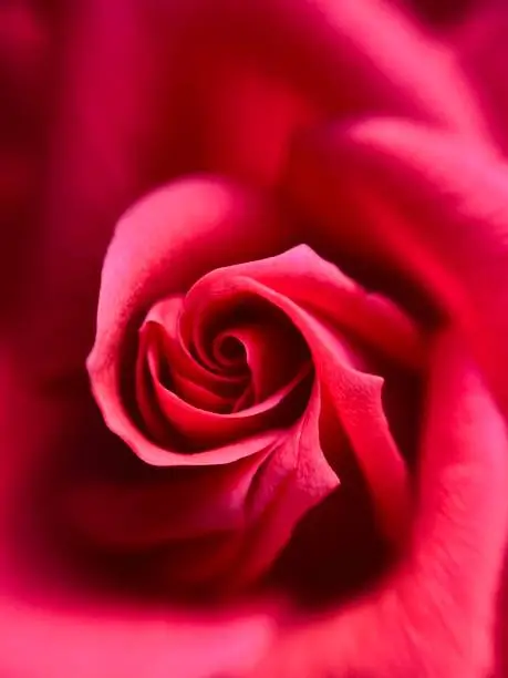 Close up rose