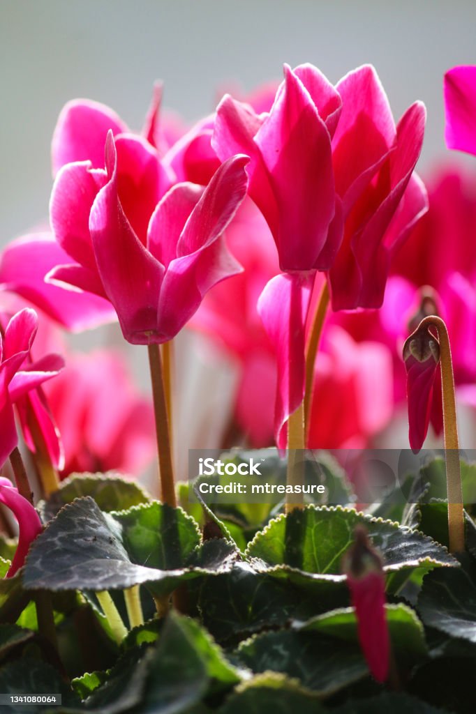 Gambar Cyclamen Berdaun Ivy Bunga Merah Muda Cerah Dengan Latar Belakang  Daun Berbentuk Hati Hijau Fokus Pada Latar Depan Foto Stok - Unduh Gambar  Sekarang - iStock