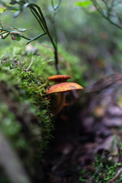 istock Forest landscape with mushrooms and moss 1341080090
