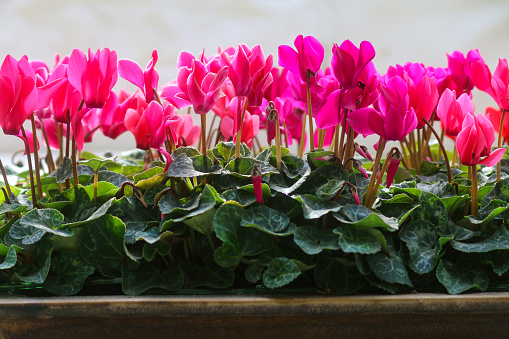 Stock photo showing a close-up view of pink flowering cyclamens being grown as a potted centrepiece for a garden table. These healthy cyclamen plants, also known as sowbread, are pictured in full flower, with bright pink flowers and green heart-shaped leaves.