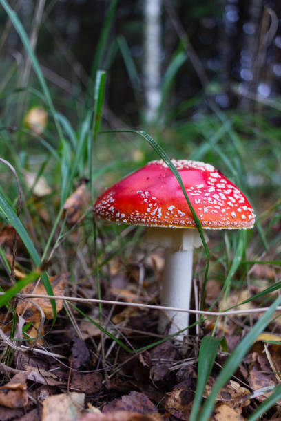 istock Forest landscape with mushrooms and moss 1341080966
