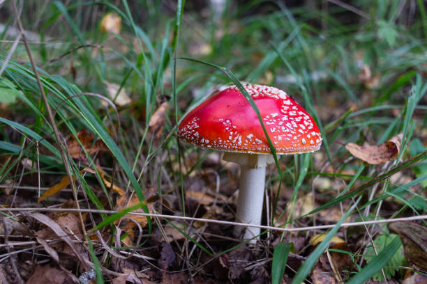 istock Forest landscape with mushrooms and moss 1341080968