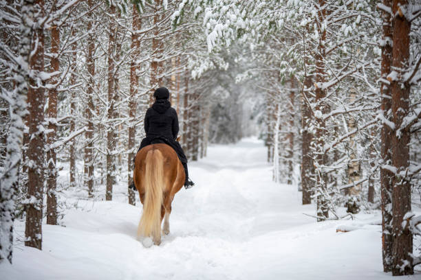 istock Woman horseback riding in winter forest 1341080979