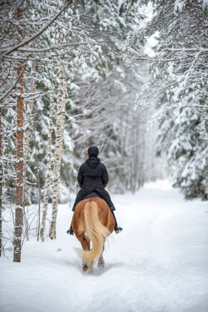 istock Woman horseback riding in winter forest 1341081091