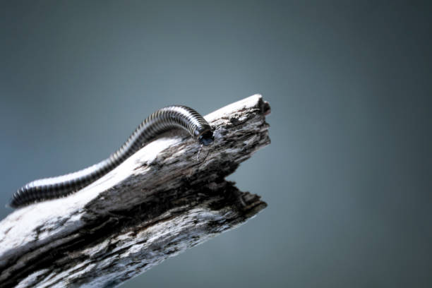 Millipede "Diplopoda" or "Millepiedi" photographed in studio giant african millipede stock pictures, royalty-free photos & images