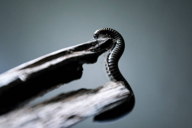 Millipede "Diplopoda" or "Millepiedi" photographed in studio giant african millipede stock pictures, royalty-free photos & images
