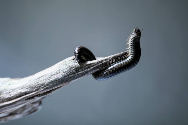 Millipede "Diplopoda" or "Millepiedi" photographed in studio giant african millipede stock pictures, royalty-free photos & images