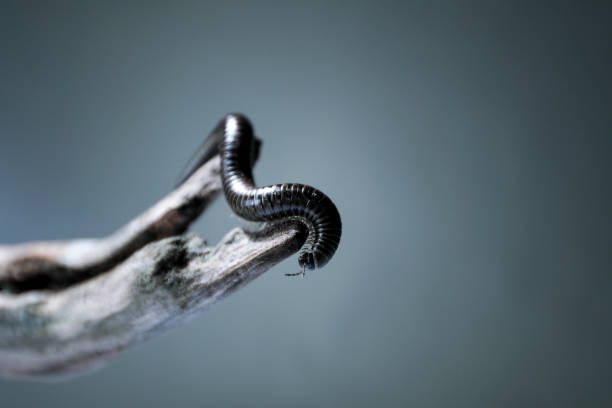 Millipede "Diplopoda" or "Millepiedi" photographed in studio giant african millipede stock pictures, royalty-free photos & images