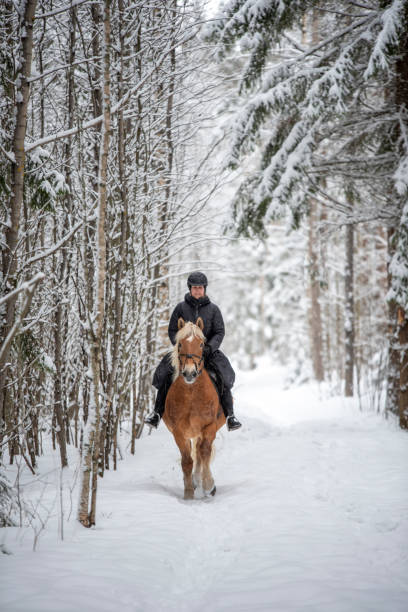 istock Woman horseback riding in winter forest 1341081333