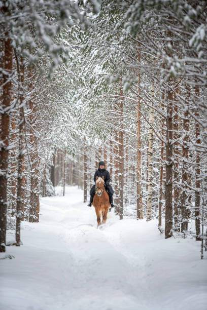 istock Woman horseback riding in winter forest 1341081338
