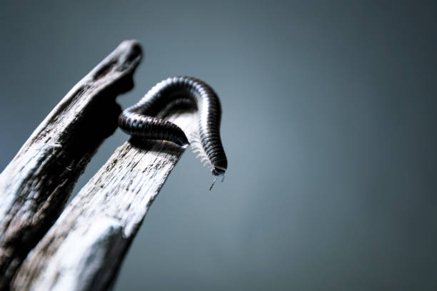 Millipede "Diplopoda" or "Millepiedi" photographed in studio giant african millipede stock pictures, royalty-free photos & images