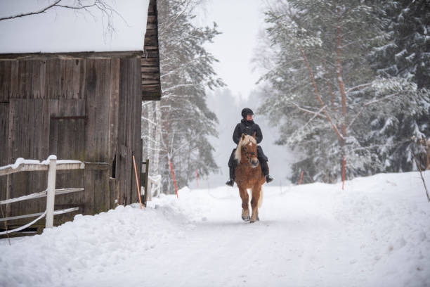 istock Woman horseback riding in winter forest 1341081907