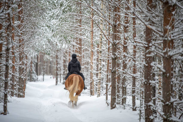 istock Woman horseback riding in winter forest 1341081912