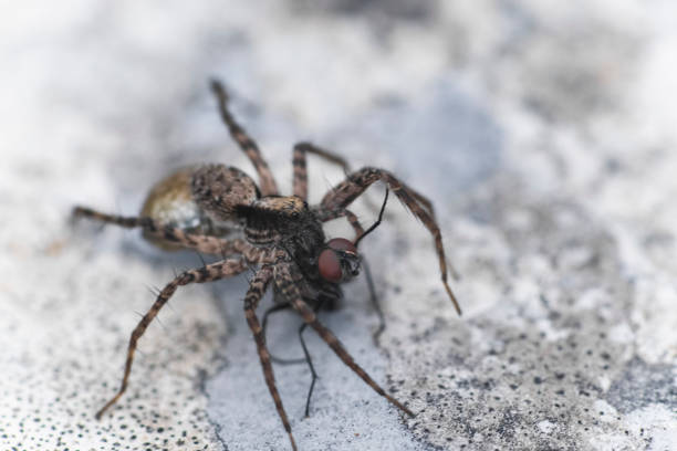 Spider in the woods with fly Spider in the woods with freshly caught fly giant african millipede stock pictures, royalty-free photos & images