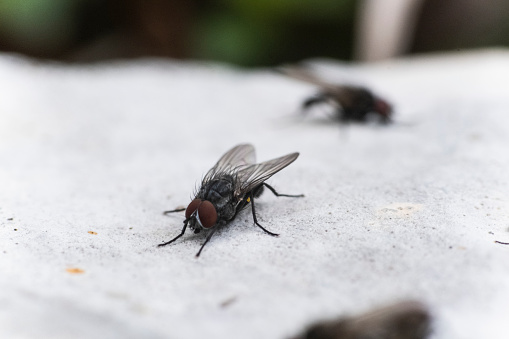 Flies laid on a rock