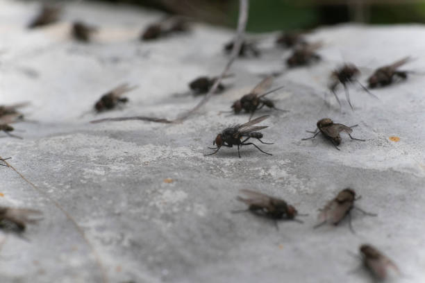 Flies Flies laid on a rock giant african millipede stock pictures, royalty-free photos & images