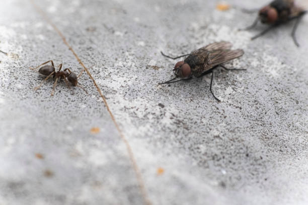 Flies Flies laid on a rock giant african millipede stock pictures, royalty-free photos & images