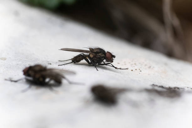 Flies Flies laid on a rock giant african millipede stock pictures, royalty-free photos & images