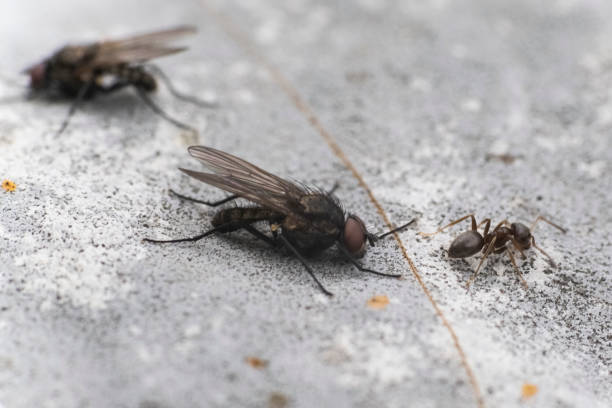 Flies Flies laid on a rock giant african millipede stock pictures, royalty-free photos & images