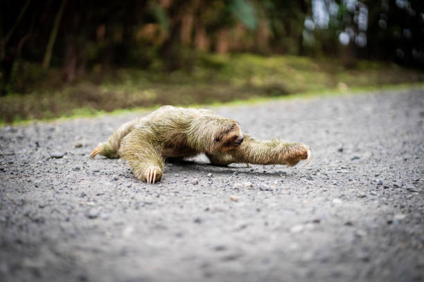 Selective focus on a sloth crossing a tropical path stock photo