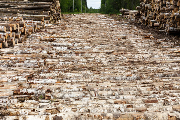 istock Log road in the forest 1341083181