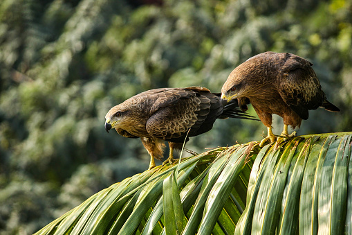 Two Black Kites (Milvus Migrans) perched on the green leaves of a palm tree.