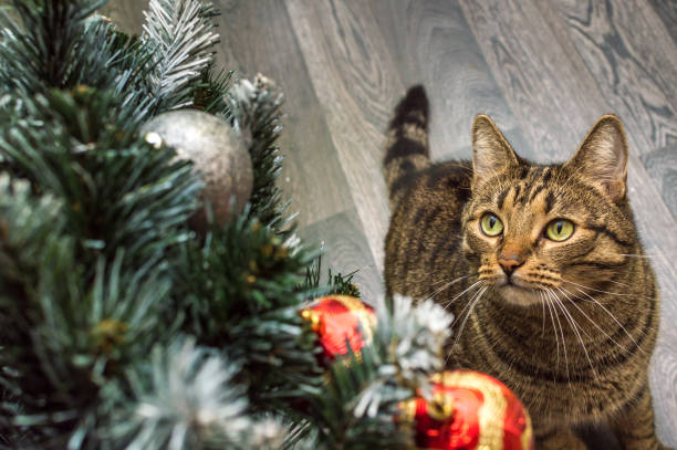 istock Christmas concept. Cat and decorated Christmas tree 1341086334