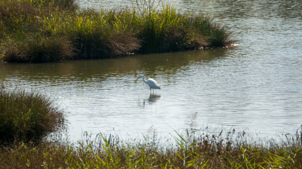 istock Great Egret on the hunt in the pond 1341086712