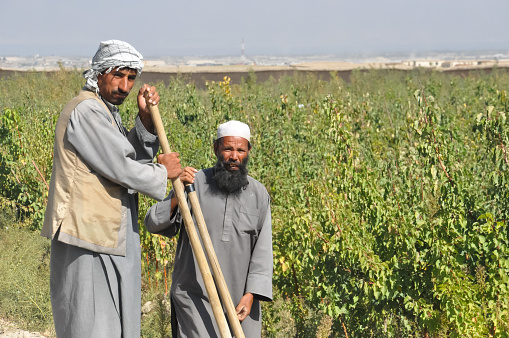 Bagram, Afghanistan Oct 2012: Farm Workers in traditional Clothes on farmland near Bagram, Kabul Afghanistan